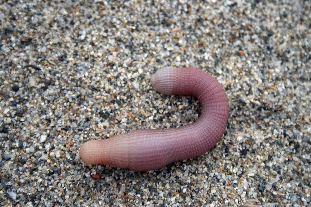 5 loai dac san tien vua