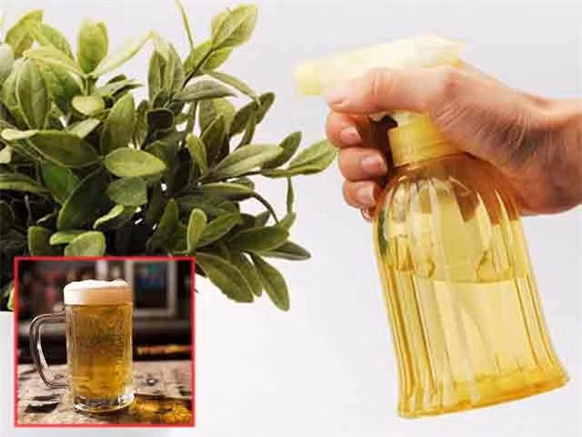 Do bia vao cay trau ba, 1 tuan sau cay len xanh muot-Hinh-2