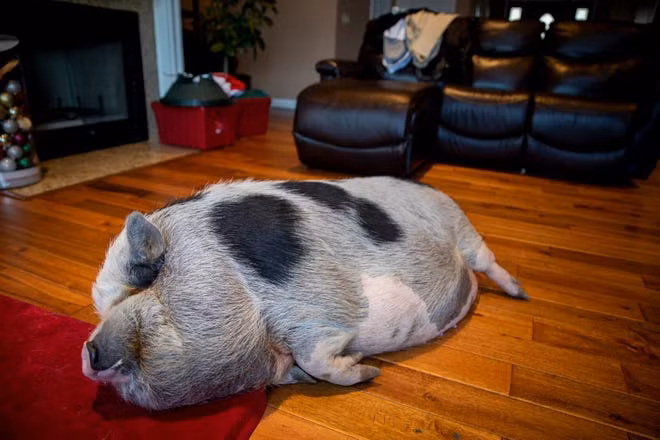 Nguoi phu nu goc Viet thang kien vu nuoi lon i lam thu cung-Hinh-2