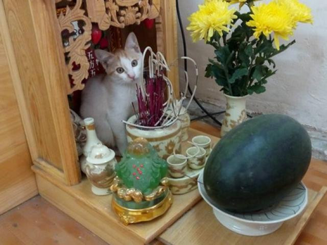 Thap huong thay 5 dau hieu la coi chung diem xau sap ap den-Hinh-2