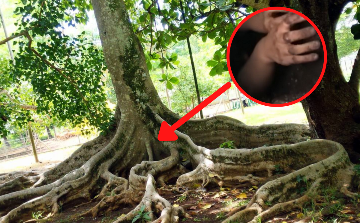 Di ngang qua cay co thu, ta hoa khi nghe thay tieng khoc ben trong