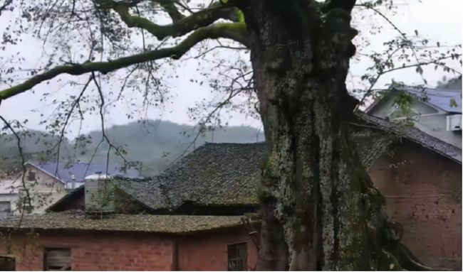 Di ngang qua cay co thu, ta hoa khi nghe thay tieng khoc ben trong-Hinh-2