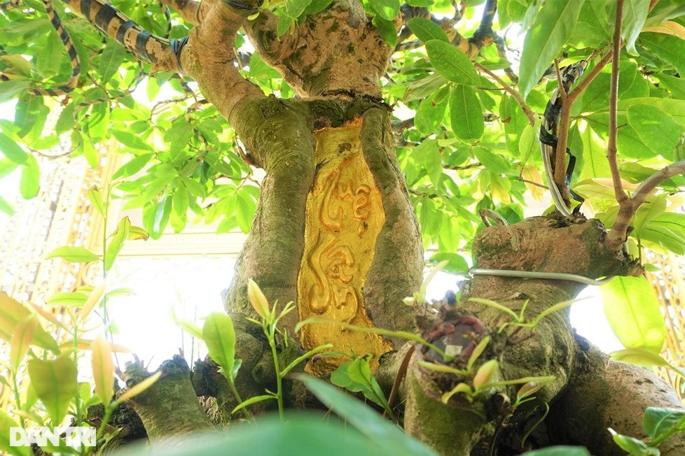 Chiêm ngưỡng "lão mai" dát 9 chỉ vàng lập kỷ lục của đại gia Đồng Tháp Chiem nguong