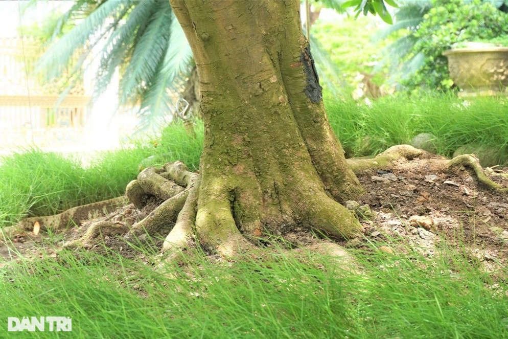 Chiêm ngưỡng "lão mai" dát 9 chỉ vàng lập kỷ lục của đại gia Đồng Tháp - Hình 4 Chiem nguong