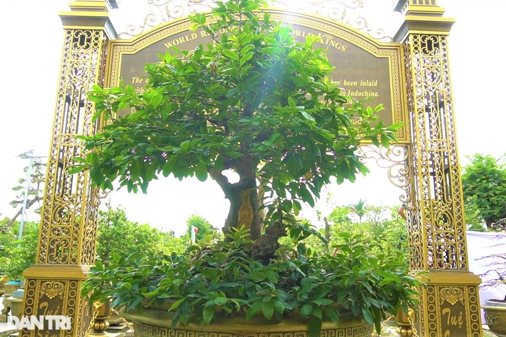 Chiêm ngưỡng "lão mai" dát 9 chỉ vàng lập kỷ lục của đại gia Đồng Tháp - Hình 2 Chiem nguong