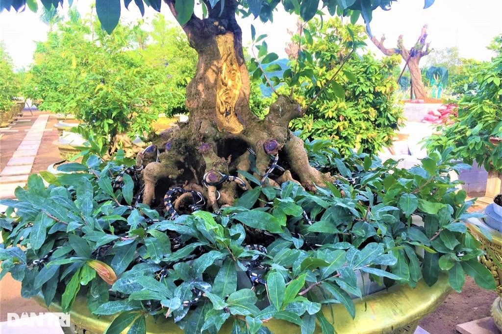 Chiêm ngưỡng "lão mai" dát 9 chỉ vàng lập kỷ lục của đại gia Đồng Tháp - Hình 3 Chiem nguong