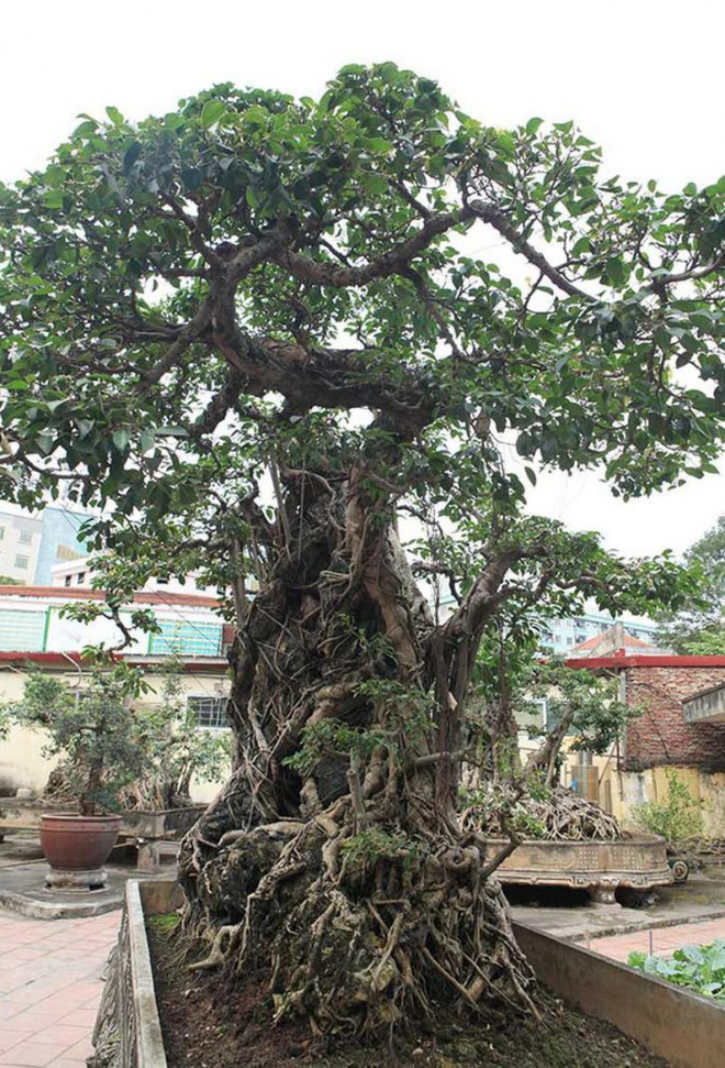 Nhung cay sanh hiem co kho tim, dai gia doi ngang 8 lo dat tien ty-Hinh-2