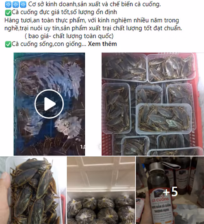 Loai nhin ghe so nhung la dac san hiem co kho tim o Viet Nam-Hinh-3