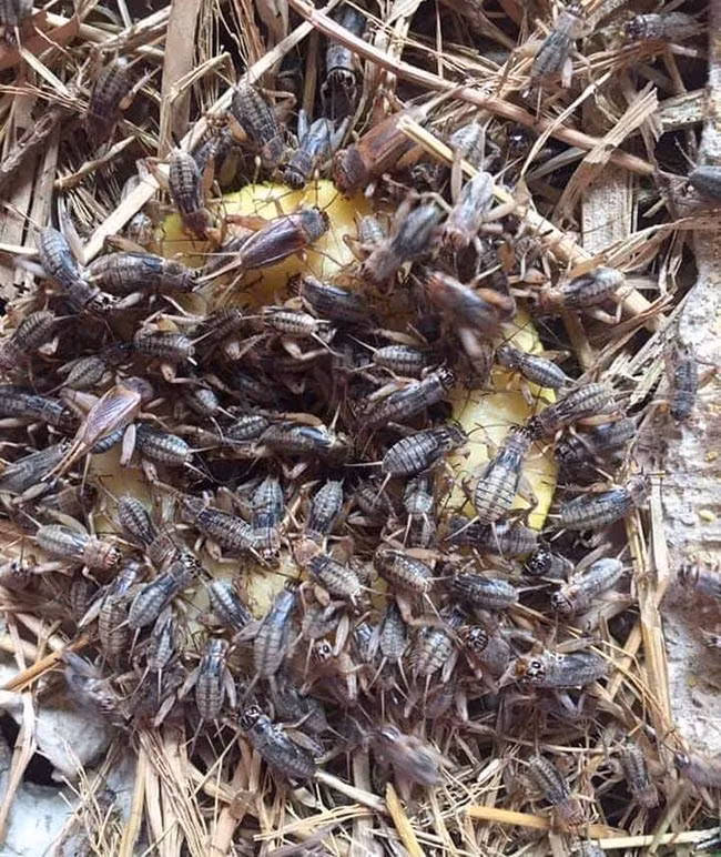 Loai nhin ghe so nhung la dac san hiem co kho tim o Viet Nam