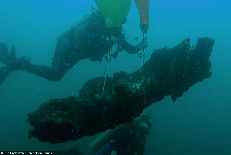 Phat hien khu rung 60.000 nam tuoi duoc tim thay duoi day bien-Hinh-3