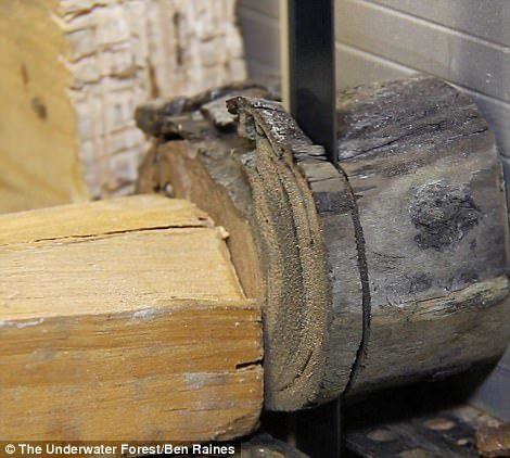 Phat hien khu rung 60.000 nam tuoi duoc tim thay duoi day bien