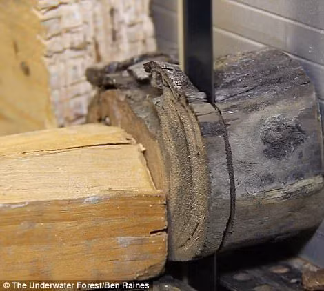 Phat hien khu rung 60.000 nam tuoi duoc tim thay duoi day bien