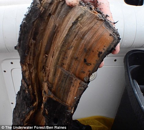 Phat hien khu rung 60.000 nam tuoi duoc tim thay duoi day bien-Hinh-2