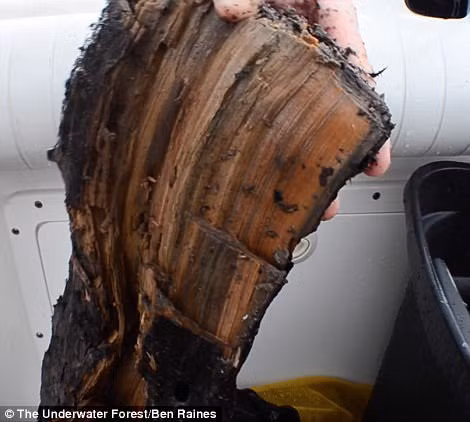 Phat hien khu rung 60.000 nam tuoi duoc tim thay duoi day bien-Hinh-2