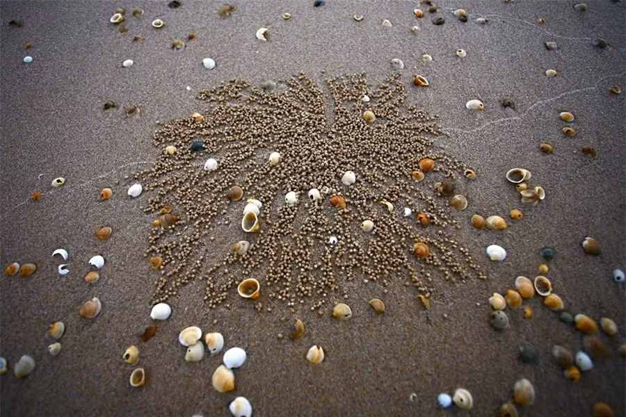 Một bức tranh của biển để lại.