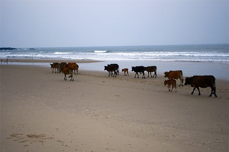 Có thể bất chợt sẽ gặp một đàn bò thủng thẳng đi qua…