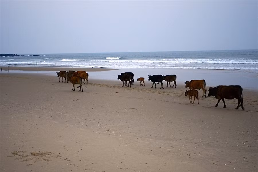 Có thể bất chợt sẽ gặp một đàn bò thủng thẳng đi qua…