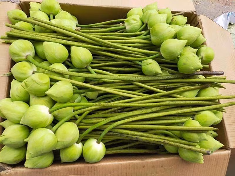 Sen quan am di may bay ra Ha Noi-Hinh-4