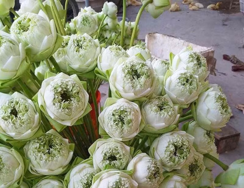 Sen quan am di may bay ra Ha Noi-Hinh-2