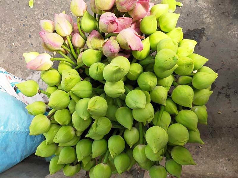 Sen quan am di may bay ra Ha Noi