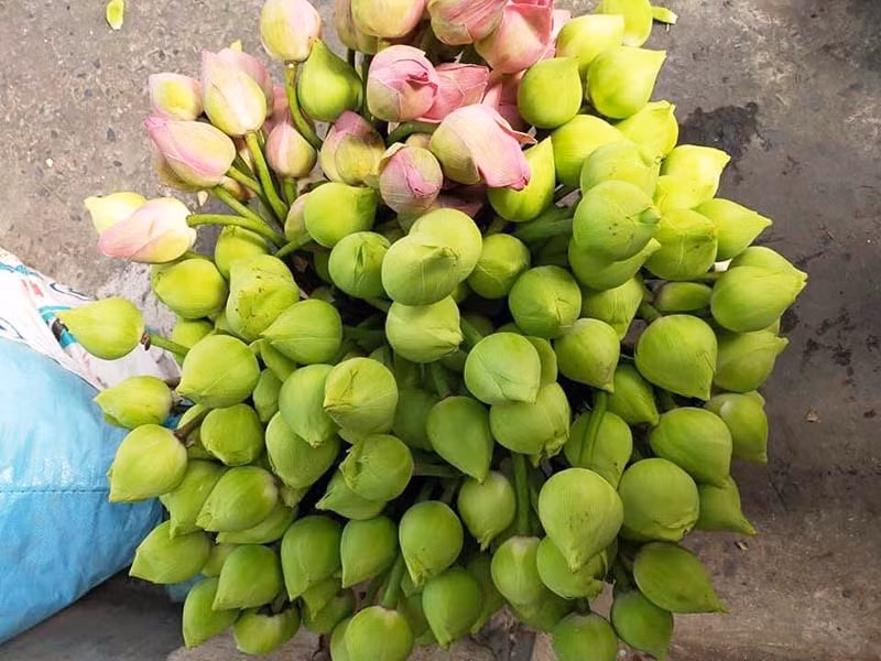 Sen quan am di may bay ra Ha Noi