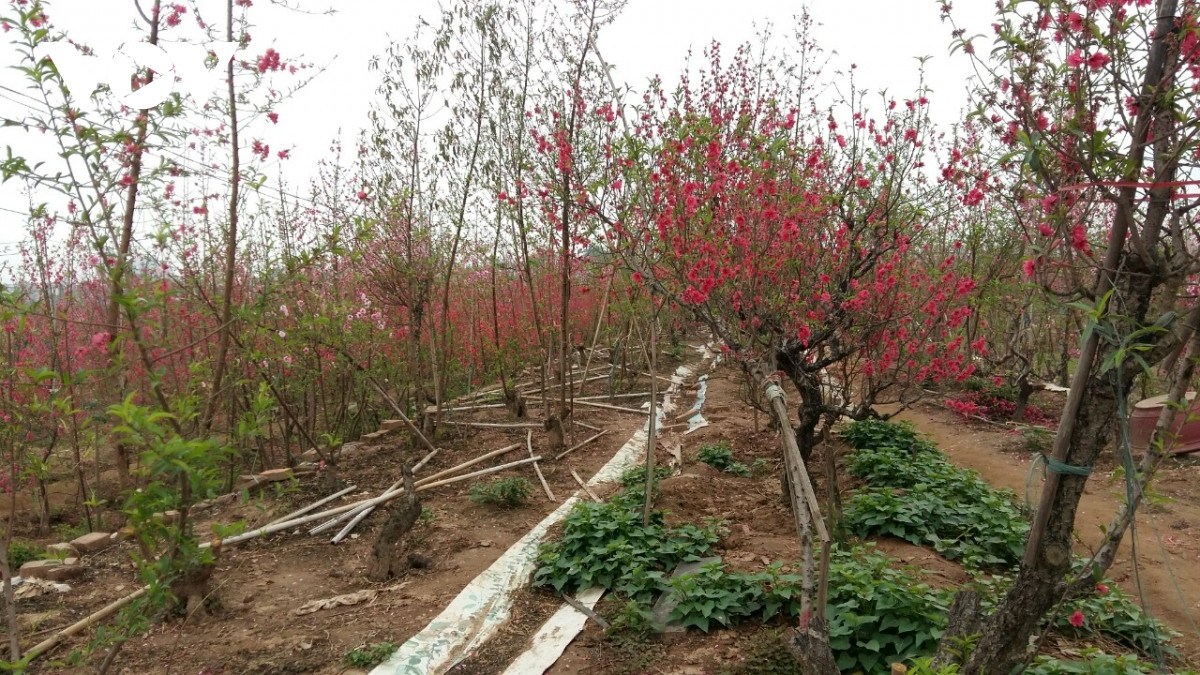 Đào Nhật Tân nở đỏ vườn sau Tết Tân Sửu Dao Nhat Tan no do vuon sau Tet Tan Suu