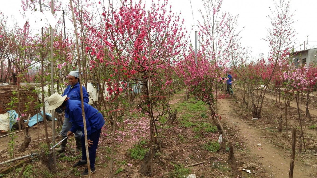 Đào Nhật Tân nở đỏ vườn sau Tết Tân Sửu - Hình 4 Dao Nhat Tan no do vuon sau Tet Tan Suu-Hinh-4