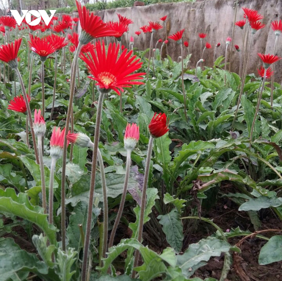 Đào Nhật Tân nở đỏ vườn sau Tết Tân Sửu - Hình 16 Dao Nhat Tan no do vuon sau Tet Tan Suu-Hinh-16