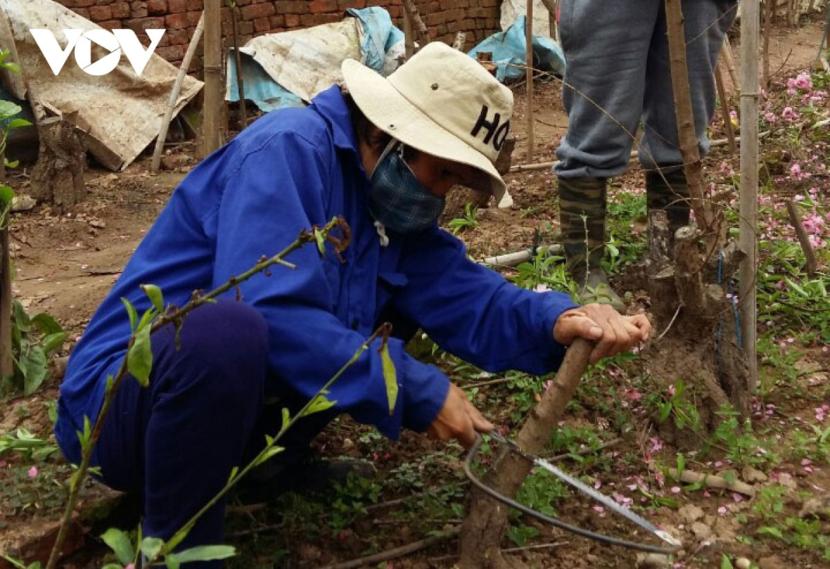 Đào Nhật Tân nở đỏ vườn sau Tết Tân Sửu - Hình 7 Dao Nhat Tan no do vuon sau Tet Tan Suu-Hinh-7