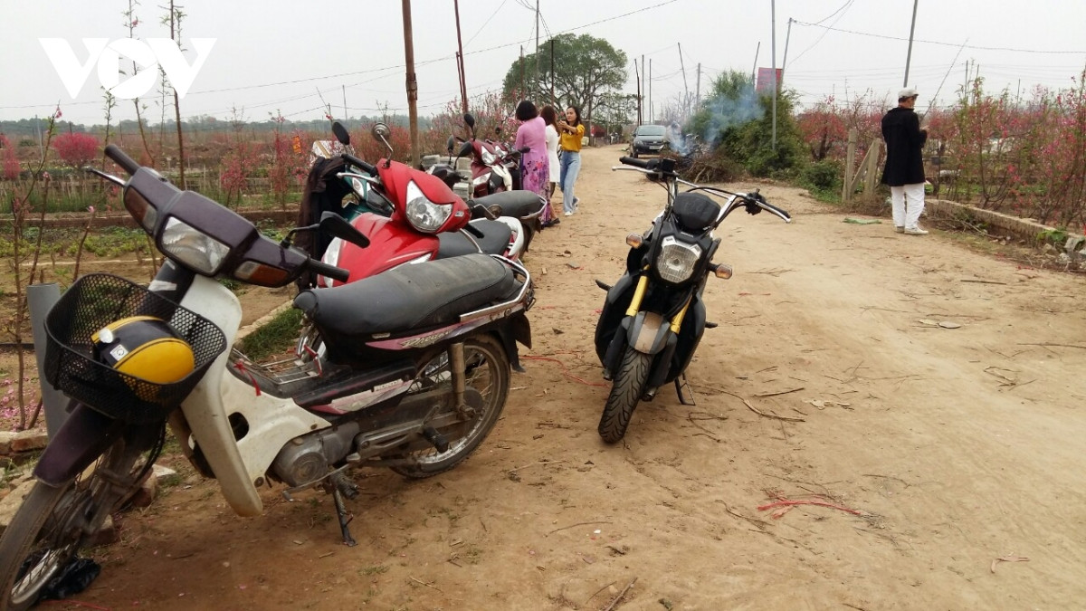 Đào Nhật Tân nở đỏ vườn sau Tết Tân Sửu - Hình 12 Dao Nhat Tan no do vuon sau Tet Tan Suu-Hinh-12