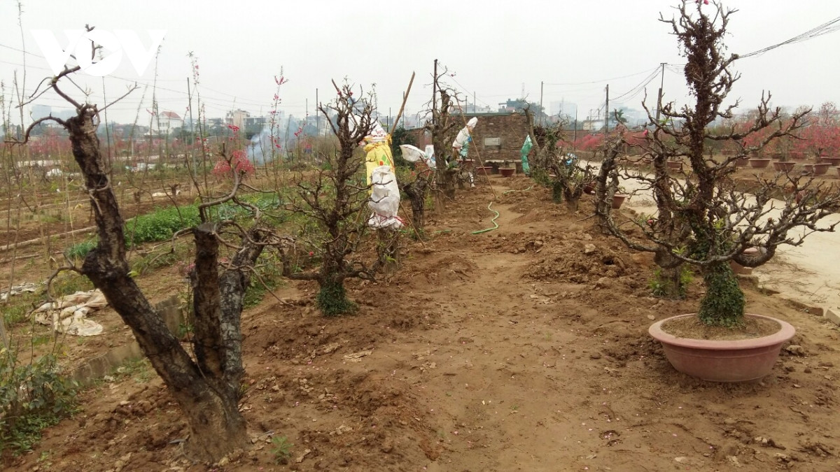 Đào Nhật Tân nở đỏ vườn sau Tết Tân Sửu - Hình 9 Dao Nhat Tan no do vuon sau Tet Tan Suu-Hinh-9