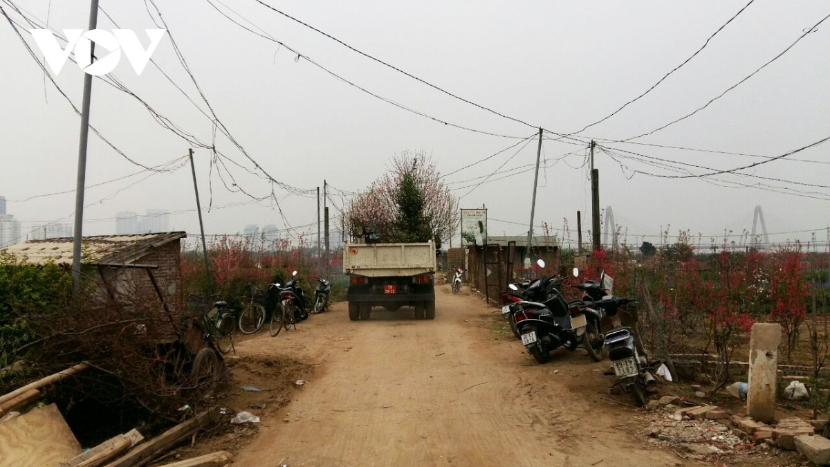 Đào Nhật Tân nở đỏ vườn sau Tết Tân Sửu - Hình 13 Dao Nhat Tan no do vuon sau Tet Tan Suu-Hinh-13