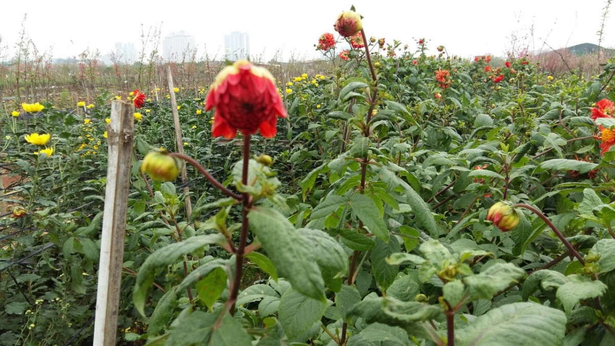 Đào Nhật Tân nở đỏ vườn sau Tết Tân Sửu - Hình 15 Dao Nhat Tan no do vuon sau Tet Tan Suu-Hinh-15