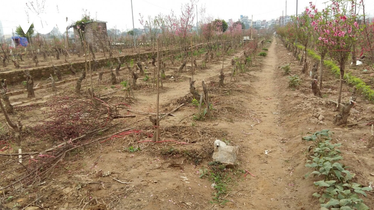 Đào Nhật Tân nở đỏ vườn sau Tết Tân Sửu - Hình 8 Dao Nhat Tan no do vuon sau Tet Tan Suu-Hinh-8