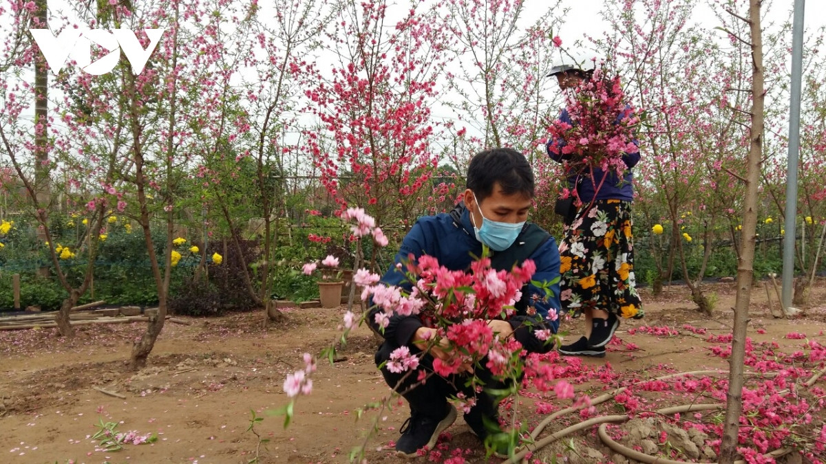 Đào Nhật Tân nở đỏ vườn sau Tết Tân Sửu - Hình 11 Dao Nhat Tan no do vuon sau Tet Tan Suu-Hinh-11