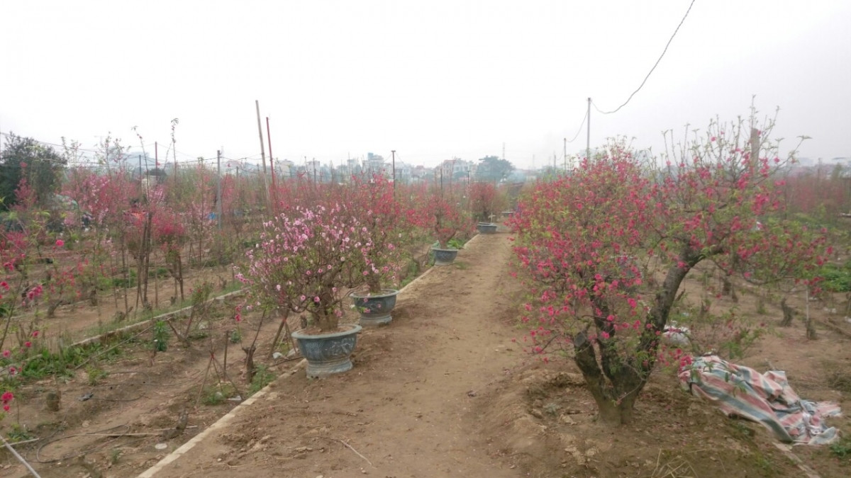 Đào Nhật Tân nở đỏ vườn sau Tết Tân Sửu - Hình 2 Dao Nhat Tan no do vuon sau Tet Tan Suu-Hinh-2