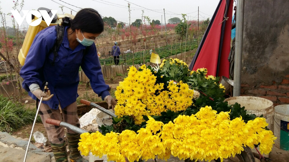 Đào Nhật Tân nở đỏ vườn sau Tết Tân Sửu - Hình 17 Dao Nhat Tan no do vuon sau Tet Tan Suu-Hinh-17