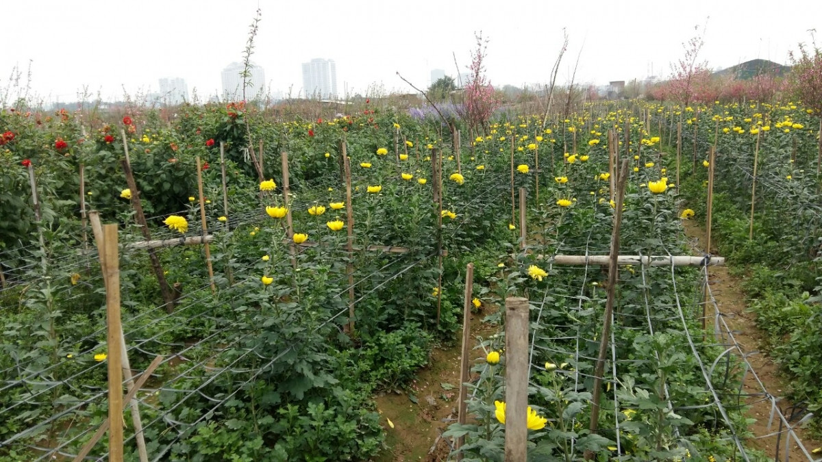 Đào Nhật Tân nở đỏ vườn sau Tết Tân Sửu - Hình 14 Dao Nhat Tan no do vuon sau Tet Tan Suu-Hinh-14