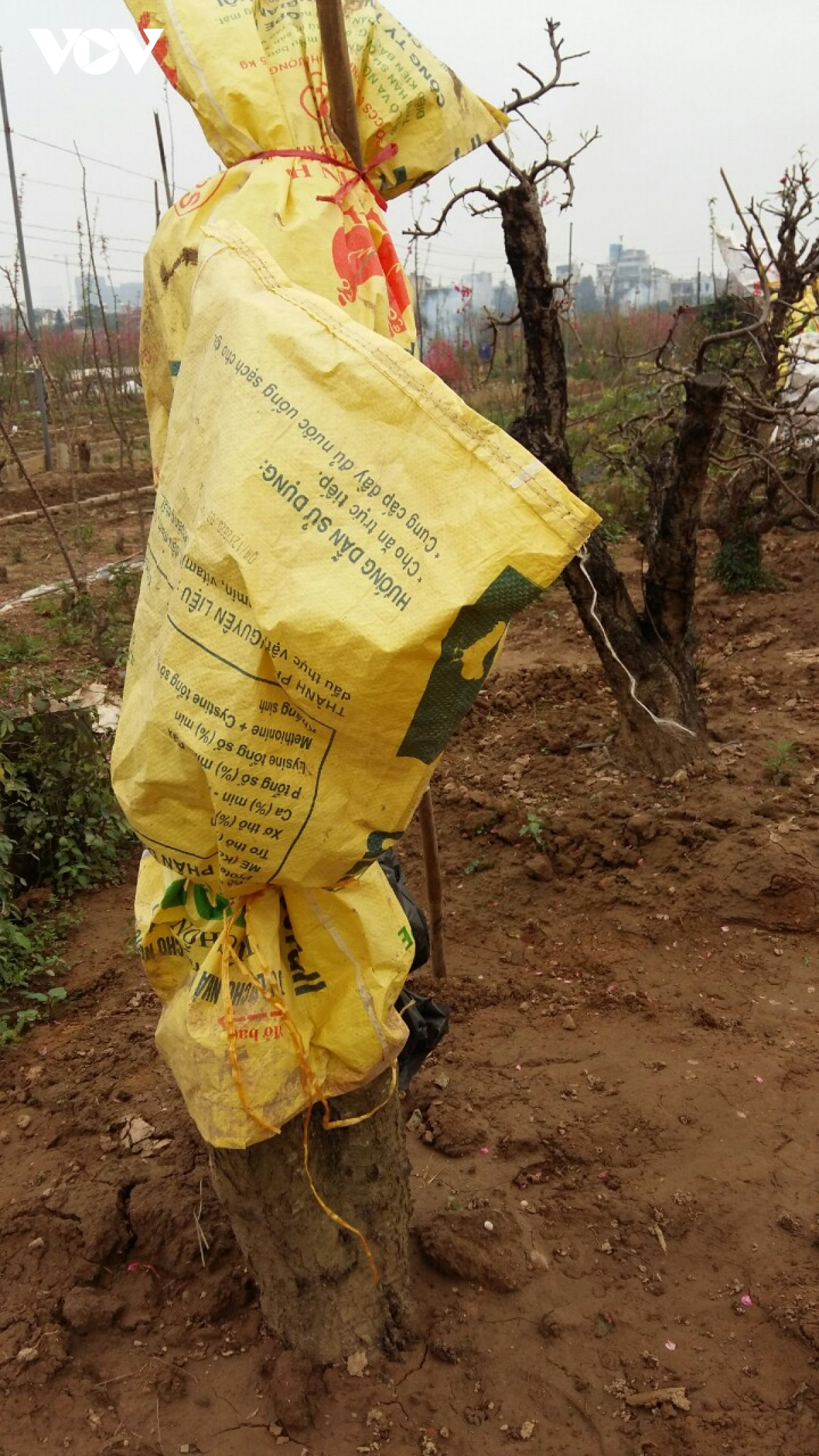 Đào Nhật Tân nở đỏ vườn sau Tết Tân Sửu - Hình 10 Dao Nhat Tan no do vuon sau Tet Tan Suu-Hinh-10