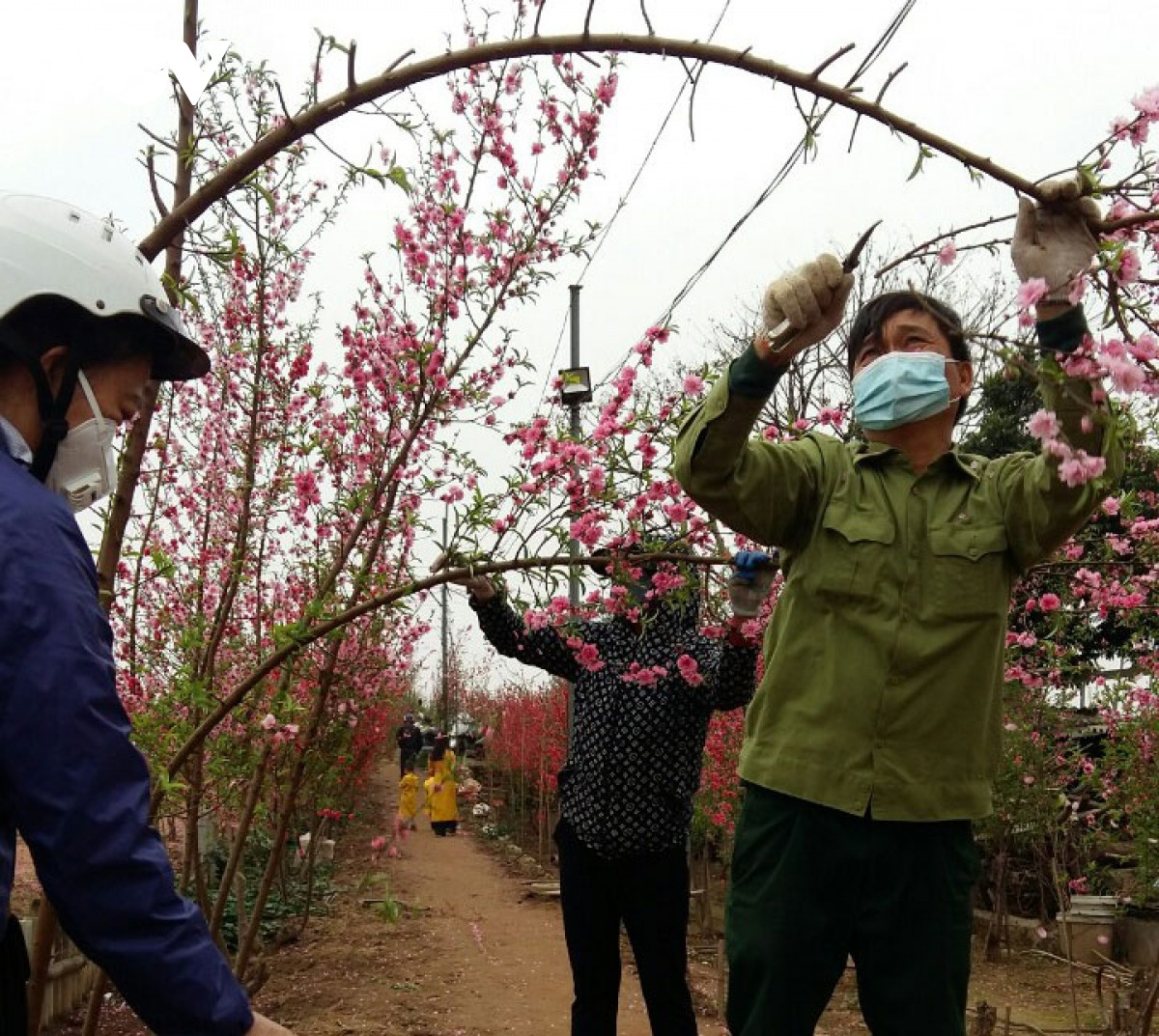 Đào Nhật Tân nở đỏ vườn sau Tết Tân Sửu - Hình 5 Dao Nhat Tan no do vuon sau Tet Tan Suu-Hinh-5