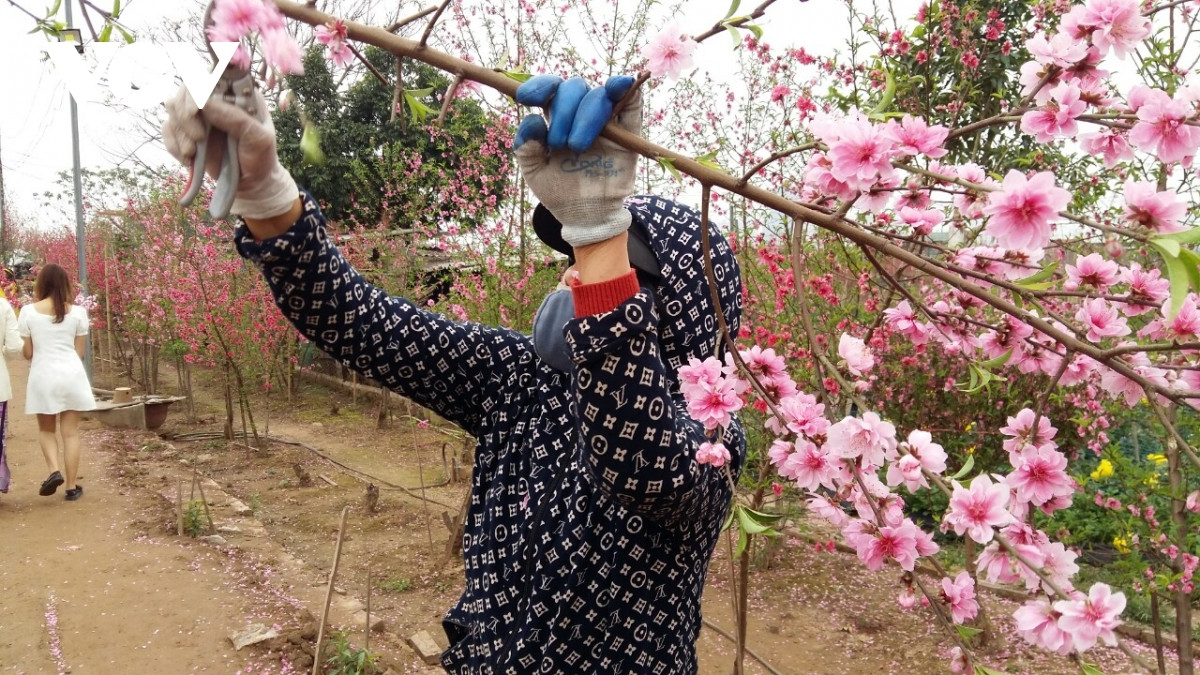 Đào Nhật Tân nở đỏ vườn sau Tết Tân Sửu - Hình 6 Dao Nhat Tan no do vuon sau Tet Tan Suu-Hinh-6