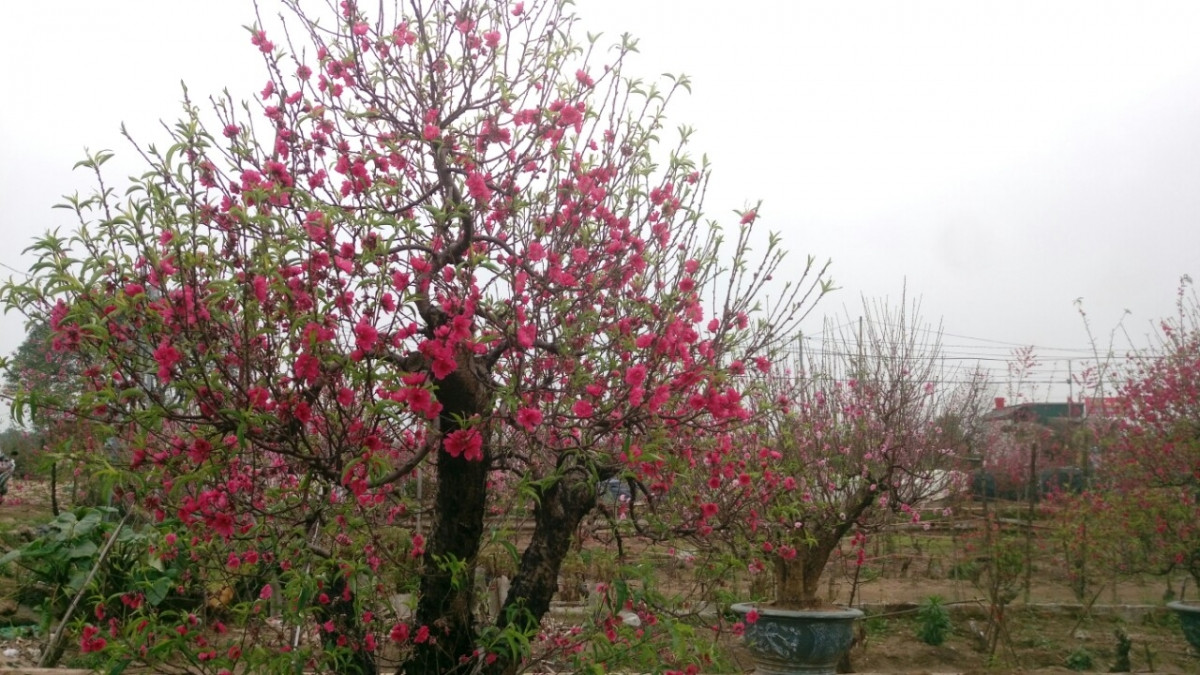 Đào Nhật Tân nở đỏ vườn sau Tết Tân Sửu - Hình 3 Dao Nhat Tan no do vuon sau Tet Tan Suu-Hinh-3