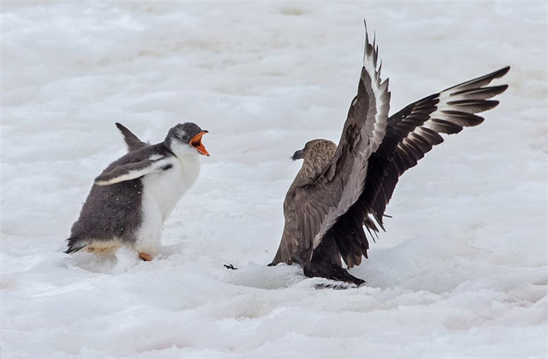 Tuy bị 2 con chim biến tấn công, nhưng con chim cánh cụt non này lại không hề tỏ ra lo sợ. Nó luôn há miệng như chửi bới đối phương.