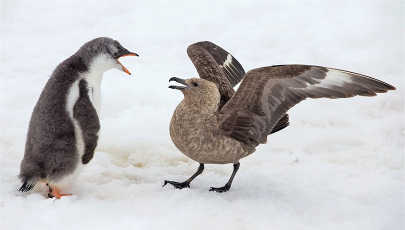 Theo McGuire, chú chim cánh cụt này chỉ mới được khoảng 12 tuần tuổi.