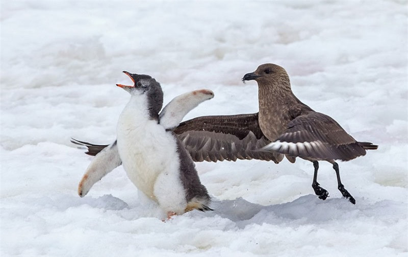 Nó lập tức đuổi đánh chú chim cánh cụt non.