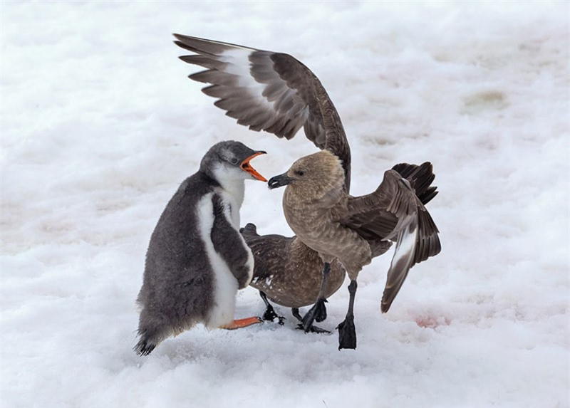 Đôi lúc, 2 con chim biển phải dè chừng trước sự dũng cảm của cánh cụt.