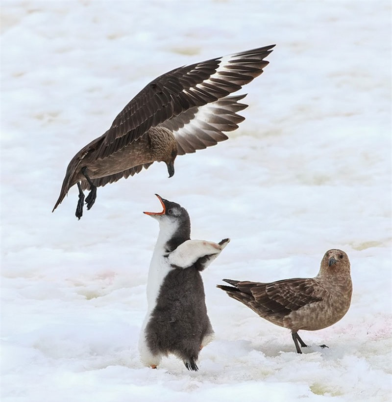 Hành động quạc miệng kêu la này khiến chim biển "nóng máu".