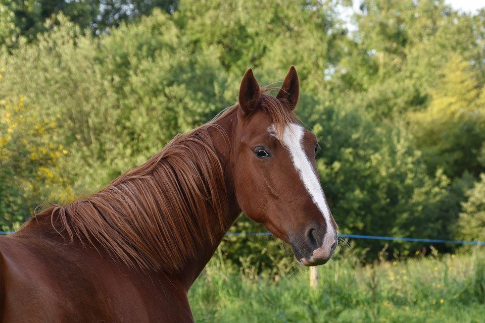 Con giáp tuổi Ngọ. Người sinh năm Ngọ tính tình tự do, phóng túng, giàu nhiệt huyết và có tham vọng. Họ thích hợp với những công việc giàu tính sáng tạo và không gò bó.