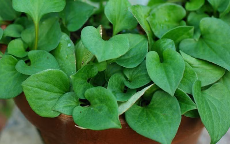 Loai rau tanh ngom, truoc dung cho lon an, mang sang Trung Quoc quy nhu vang-Hinh-3