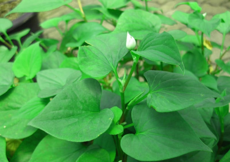 Loại rau tanh ngòm, trước dùng cho lợn ăn, mang sang Trung Quốc quý như vàng Loai rau tanh ngom, truoc dung cho lon an, mang sang Trung Quoc quy nhu vang